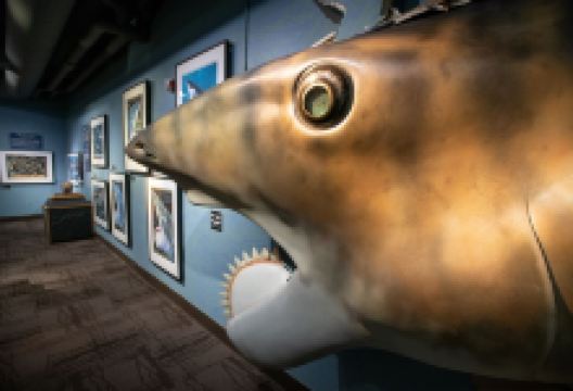 Idaho Museum of Natural History景点图片