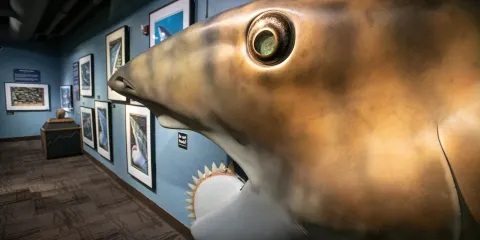 Idaho Museum of Natural History