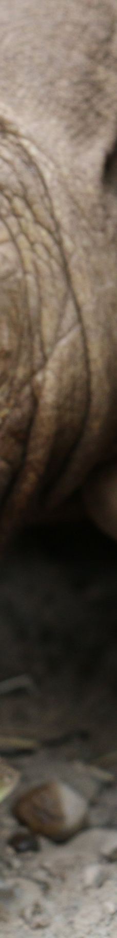 罗杰威廉斯公园动物园-普罗维登斯