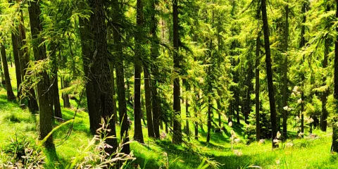 Latemar MontagnAnimata