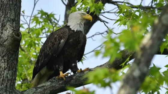 Occoquan Bay National Wildlife Refuge