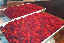 Champaign Berry Farm景点图片