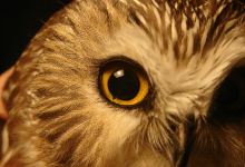 Observatoire d'Oiseaux de Tadoussac景点图片