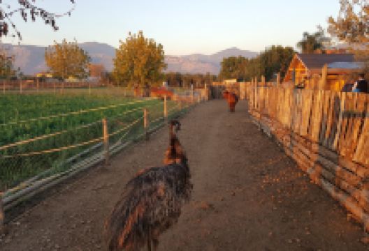 La Piccola Fattoria di Sermoneta景点图片