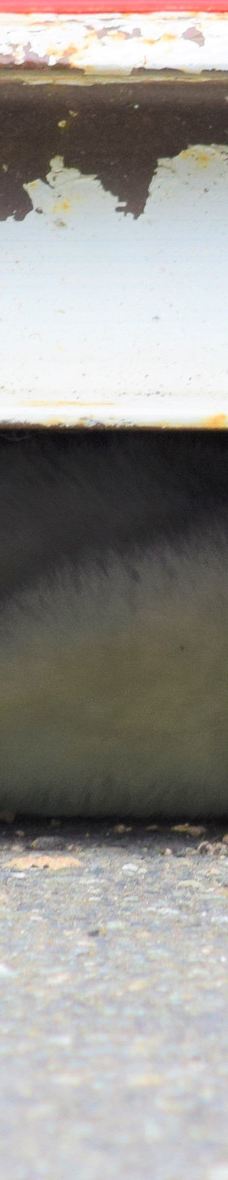 Gotanjoji Temple-越前市