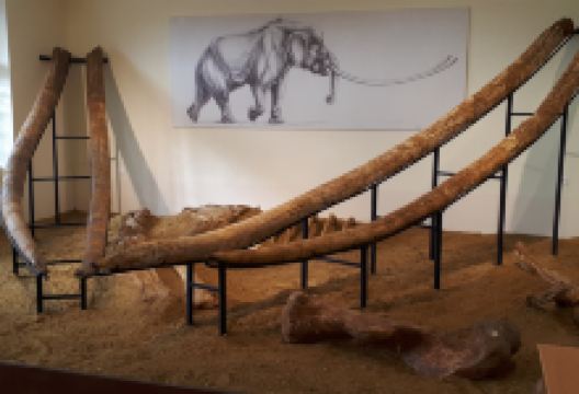 Natural History Museum of Milea景点图片