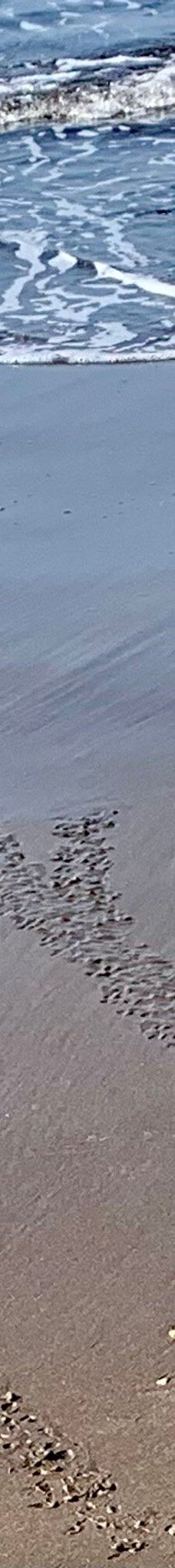 Kurma Asih Sea Turtle Conservation Center-巴厘岛