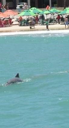 Jangalancha Show-纳塔尔