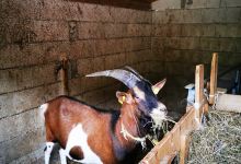La Chevrerie de Noire Combe景点图片