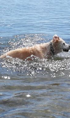 Åbent skovareal ved Nyborg-尼堡