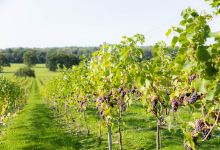 Quob Park Estate, Hotel & Spa景点图片