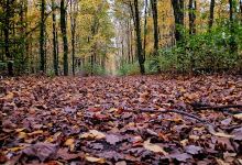 Böttcher Moor景点图片