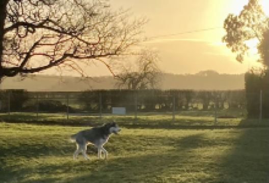 Pockthorpe Dog Park景点图片