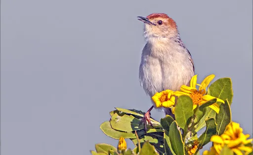 Rietvlei Wetland and Nature Reserve