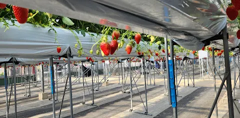 Ozaki Strawberry Farm