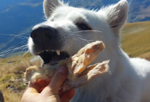 Hike Dogs Hondenpretpark购物图片