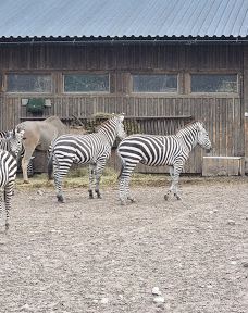Öland Zoo and Amusement Park-默尔比隆阿