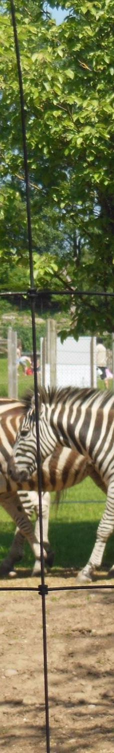 Twycross Zoo-阿瑟斯通