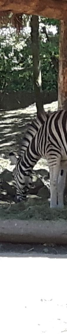 海德堡动物园-海德堡