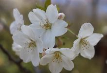 Myogisan Sakura no Sato景点图片