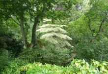Wild Subtropical Garden景点图片