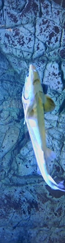 Naturbornholm-阿克尔科拜