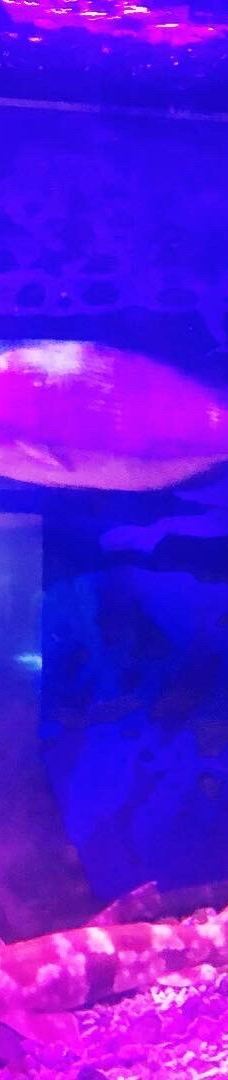 八户市水产科学馆Marient-八户