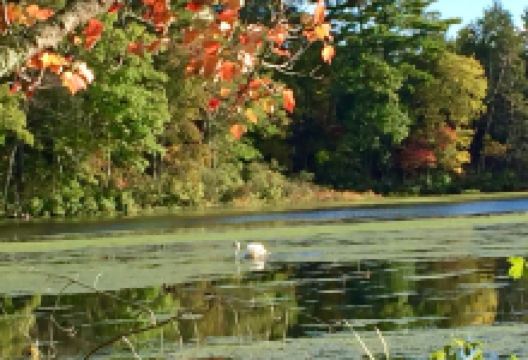 Assabet River National Wildlife Refuge景点图片