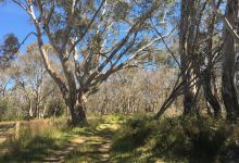 Apsley Bushland Reserve景点图片