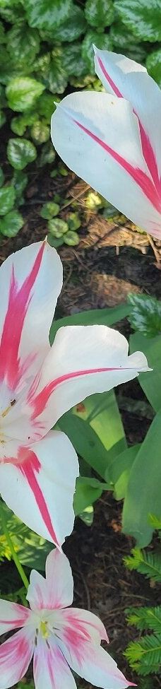 Kræmmerhuset kunsthåndværk-伦讷