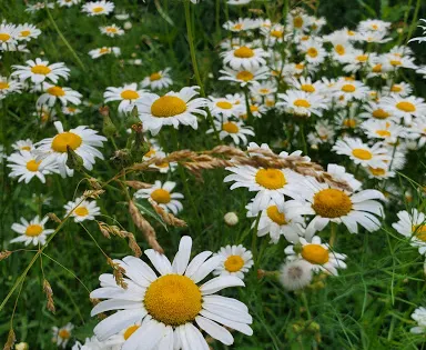 Gardenview Horticultural Park