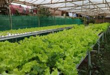 Kubon Alit Urban Farming景点图片