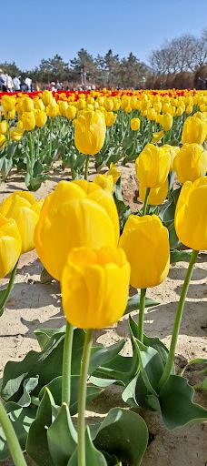 Sinan Tulip Festival-新安郡