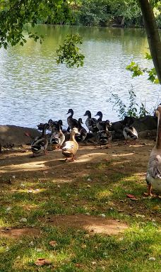 Waverly Park Parking-奥尔巴尼