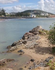 Fig Tree Markets-耶蓬