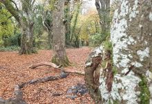 Portlick forest Car Park景点图片