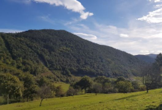 Nuevo Bosque De Oma景点图片