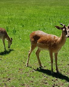 Wildgehege Meßstetten-佐勒纳尔布县