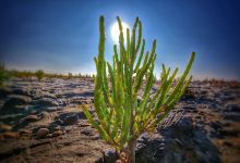 Naturstrand Hilgenriedersiel . der einzige Naturstrand mitten im Nationalpark Wattenmeer景点图片