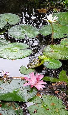 Bougainville Park-帕皮提