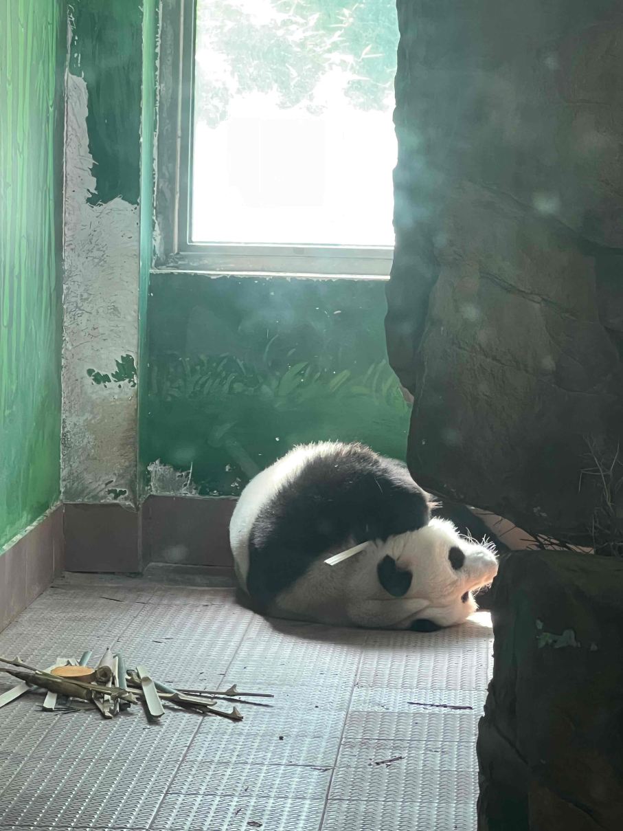广州动物园景点图片 26