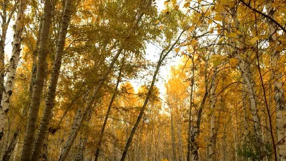 白樺園風景區