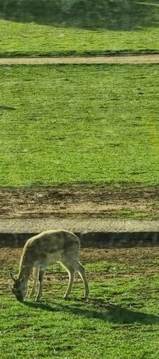 Giraffe Lookout-默里布里奇