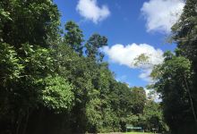 Curtain Fig Tree景点图片