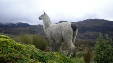 Parque Nacional Cajas
