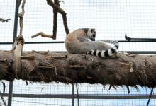 Lory Park Zoo景点图片