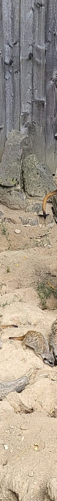 Chemnitz Zoo-开姆尼茨