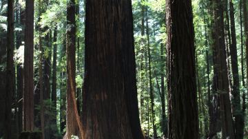 Founders Grove
