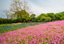 延岡植物園景点图片