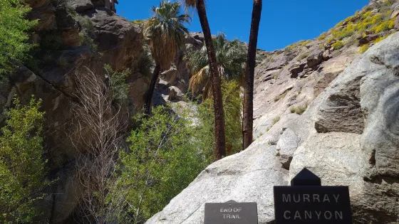 Murray Canyon Trail
